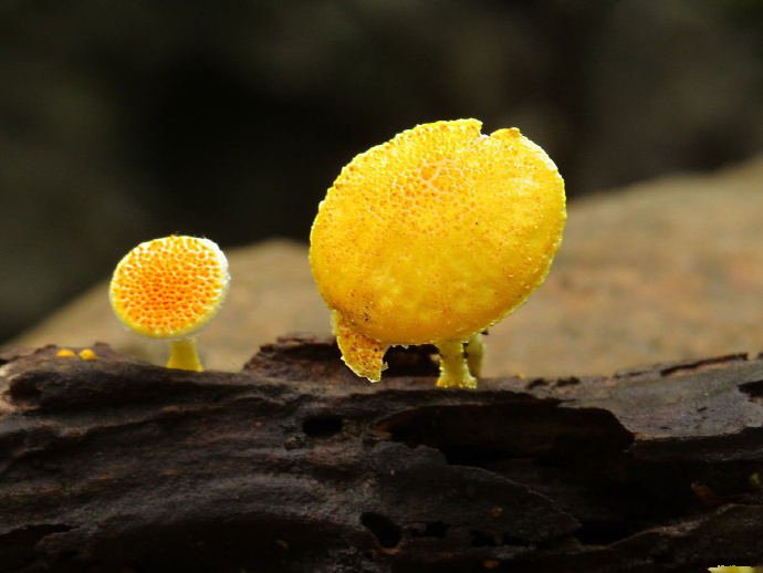 点击大图看下一张：一组可爱黄色小蘑菇图片欣赏