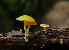 一组可爱黄色小蘑菇图片欣赏