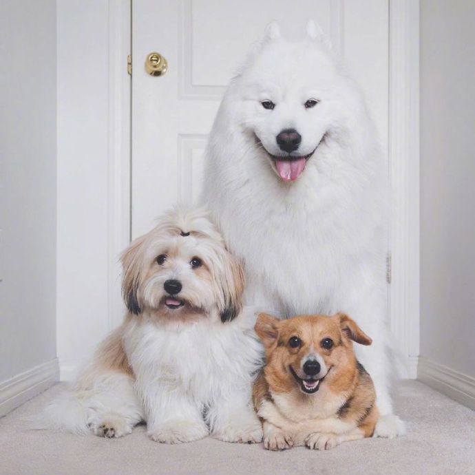 点击大图看下一张：三只超可爱的狗狗合照图片欣赏