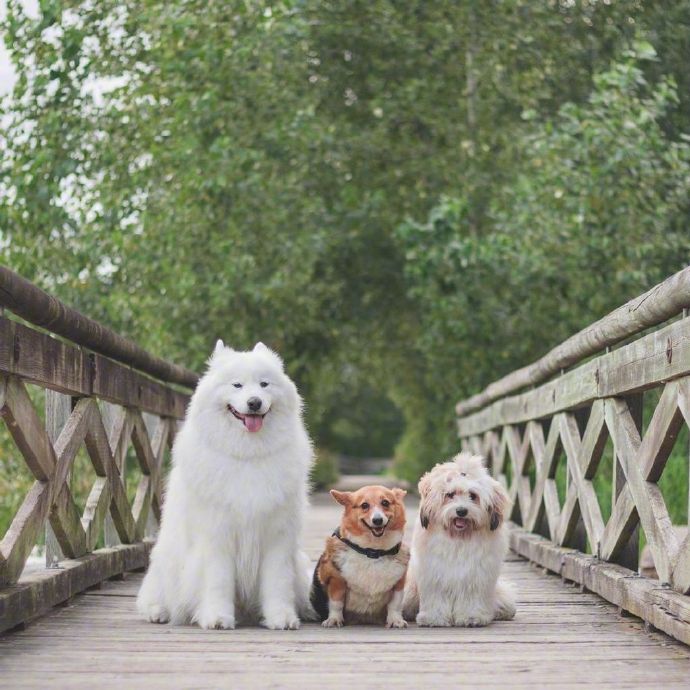 点击大图看下一张：三只超可爱的狗狗合照图片欣赏