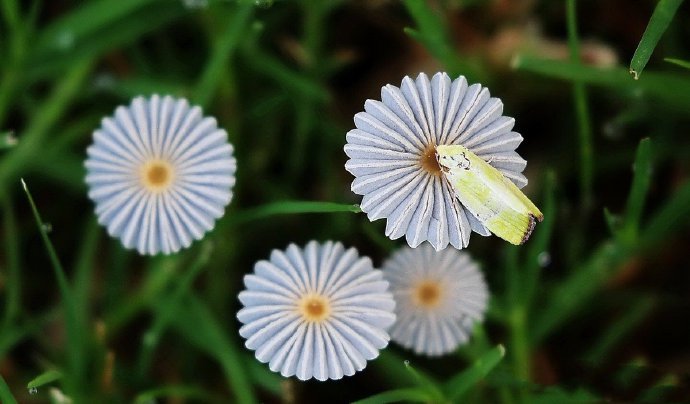 点击大图看下一张：像雏菊一样的和黄色小蘑菇图片