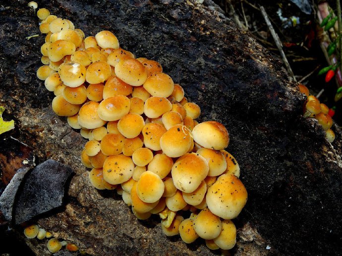 点击大图看下一张：像雏菊一样的和黄色小蘑菇图片