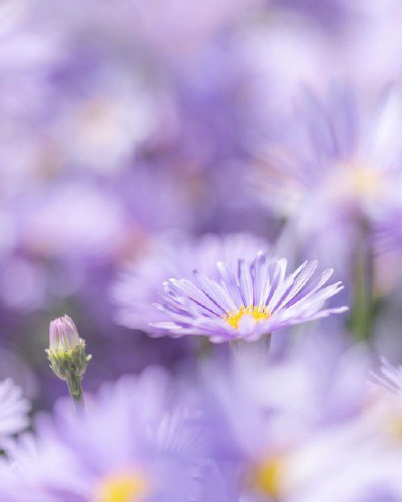 点击大图看下一张：一组梦幻的紫色荷兰菊图片