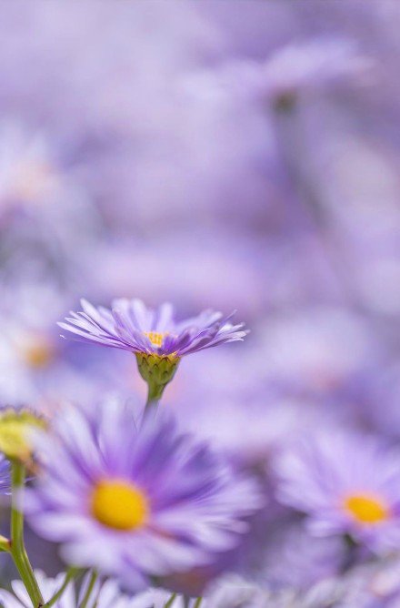 点击大图看下一张：一组梦幻的紫色荷兰菊图片