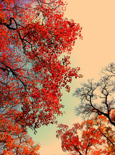点击大图看下一张：如有来生，我愿为树，一叶之灵，窥尽全秋