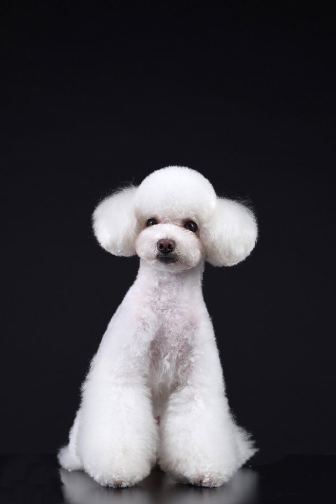 点击大图看下一张：又可爱又软乎的小白白狗狗图片