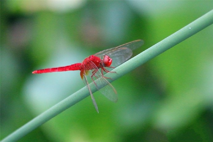 点击大图看下一张：轻盈 优雅 轻巧 可爱的红色蜻蜓图片