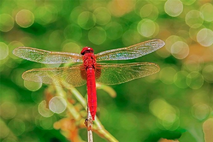 点击大图看下一张：轻盈 优雅 轻巧 可爱的红色蜻蜓图片
