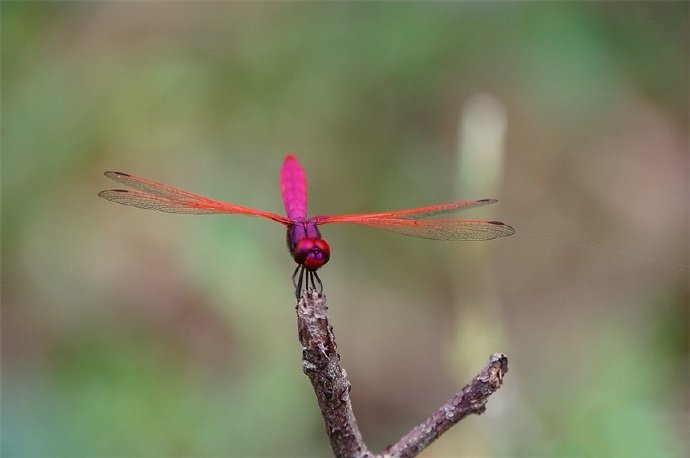 点击大图看下一张：矫捷、灵巧、圆活的紫色蜻蜓图片