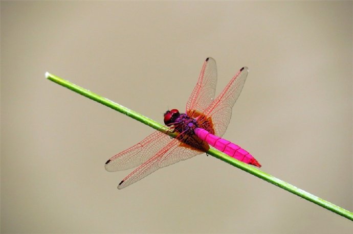 点击大图看下一张：矫捷、灵巧、圆活的紫色蜻蜓图片