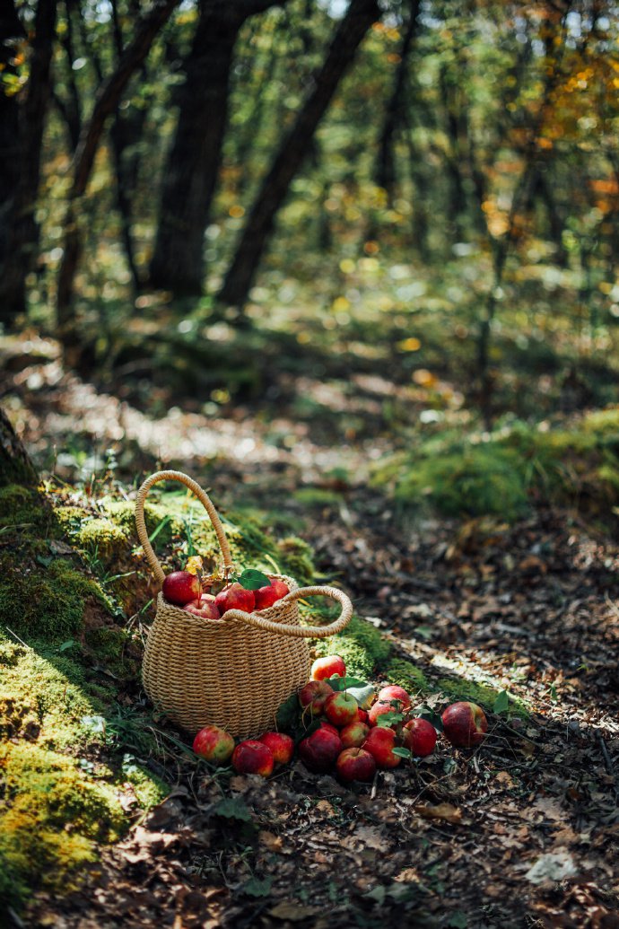 点击大图看下一张：一组秋天里美丽的苹果图片欣赏