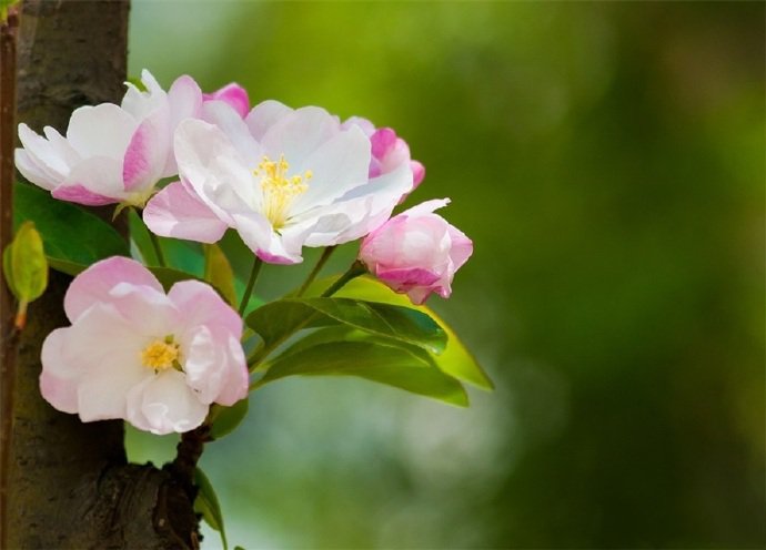 点击大图看下一张：花色艳丽，花姿娇柔优美的海棠花