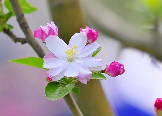 点击大图看下一张：花色艳丽，花姿娇柔优美的海棠花