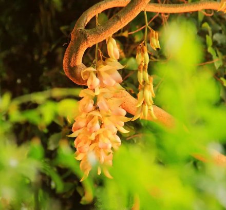 点击大图看下一张：娇翠欲滴的禾雀花图片