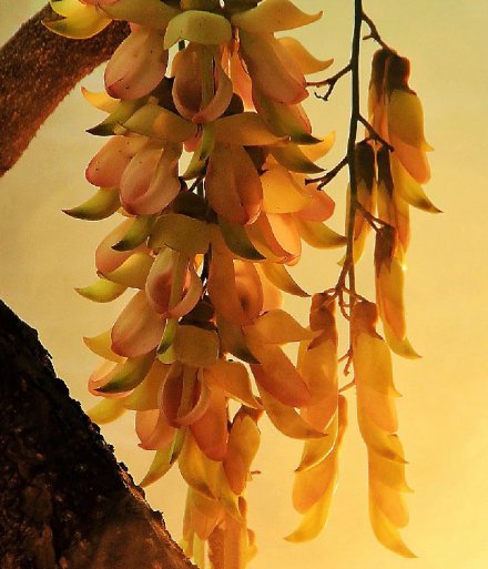 点击大图看下一张：娇翠欲滴的禾雀花图片