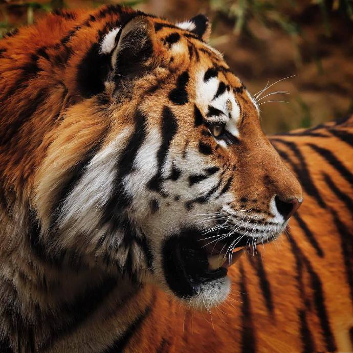 点击大图看下一张：多摩动物园的虎大王也太漂亮了