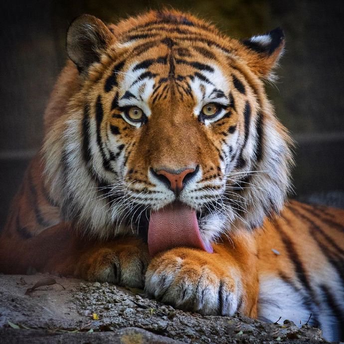 点击大图看下一张：多摩动物园的虎大王也太漂亮了