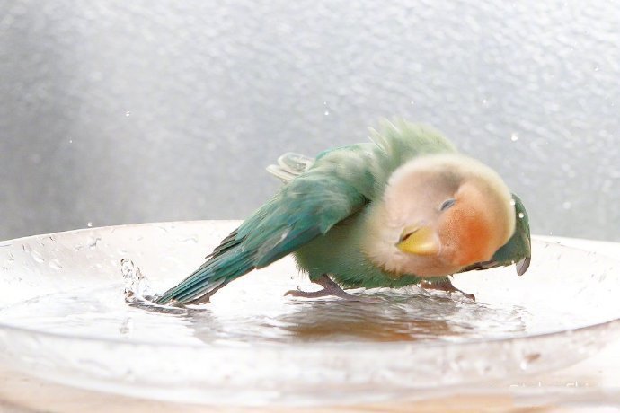 点击大图看下一张：一只超爱玩水的小啾啾，好开心哦