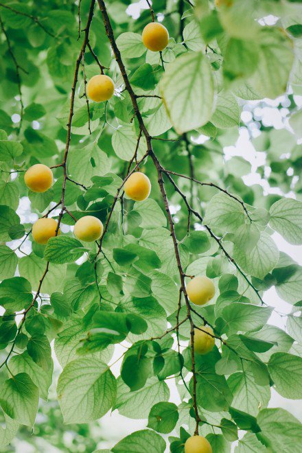 点击大图看下一张：一组挂在树上的杏子图片