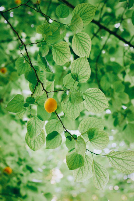 点击大图看下一张：一组挂在树上的杏子图片