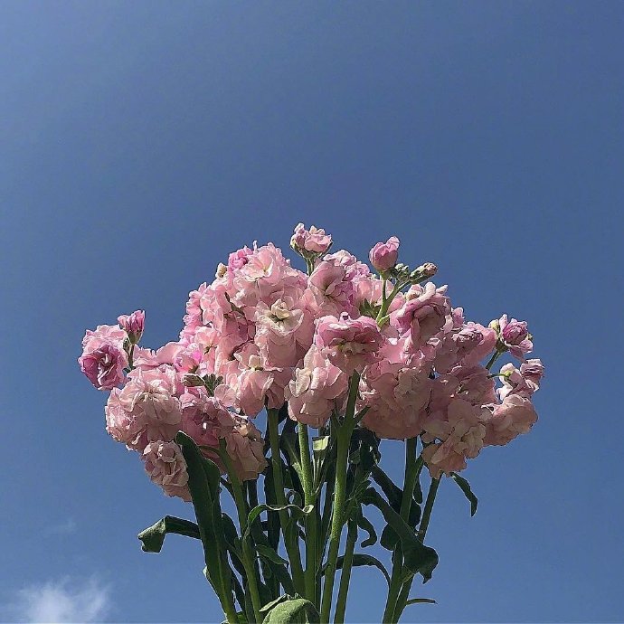 点击大图看下一张：一组漂亮的鲜花花束图片