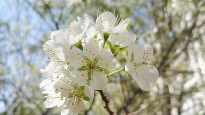 点击大图看下一张：一组白花花清新的梨花图片欣赏