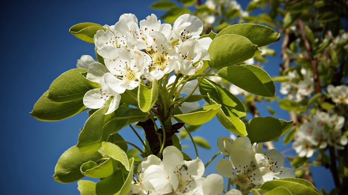 点击大图看下一张：一组白花花清新的梨花图片欣赏