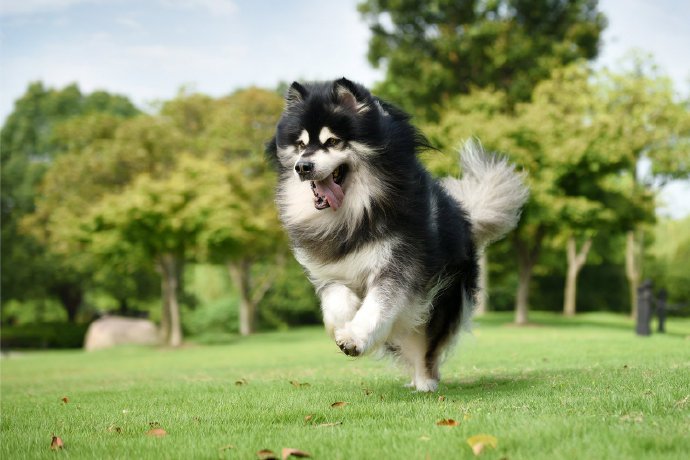 点击大图看下一张：走路带风有飘逸感的小狗狗图片