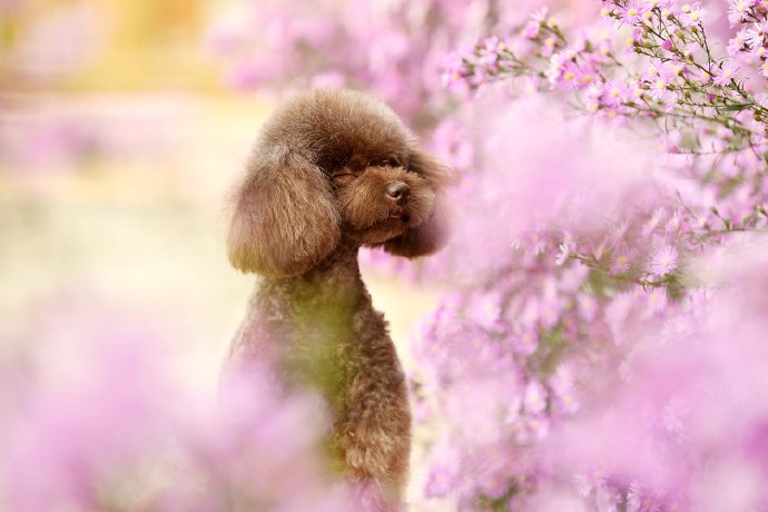 点击大图看下一张：一组超可爱花丛中的狗狗图片欣赏
