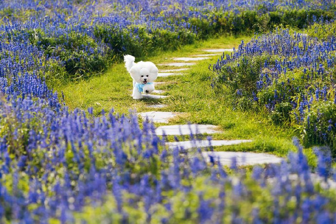 点击大图看下一张：一组超可爱花丛中的狗狗图片欣赏