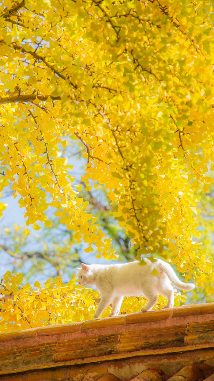 点击大图看下一张：秋天金黄的银杏叶美景图