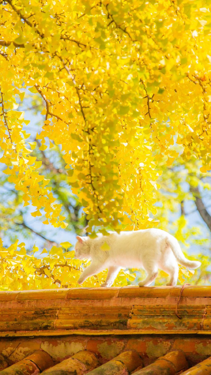点击大图看下一张：秋天金黄的银杏叶美景图