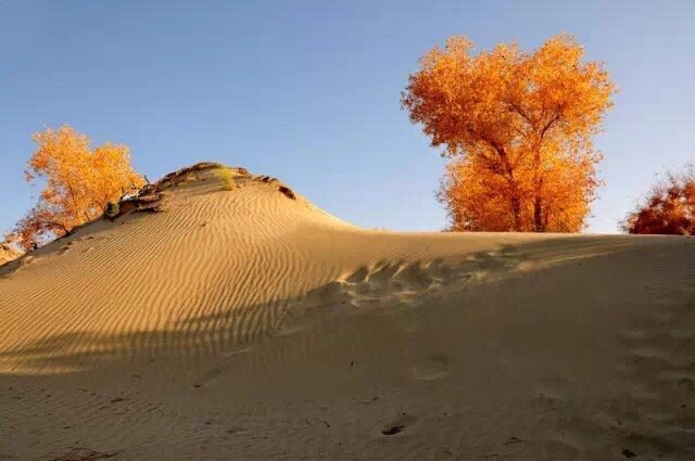 点击大图看下一张：沙漠与胡杨，组合成了这世间最苍茫的绚丽