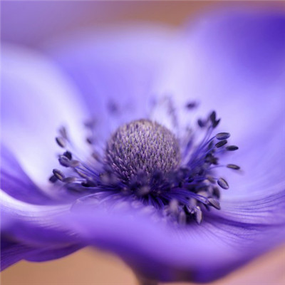 点击大图看下一张：一组漂亮的欧洲银莲花图片