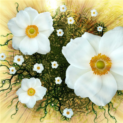 点击大图看下一张：一组漂亮的欧洲银莲花图片