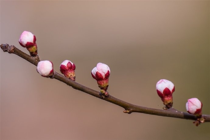 点击大图看下一张：一组白色梅花~洁白清雅之美