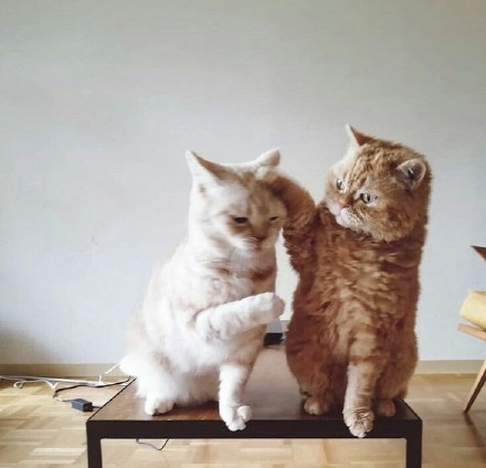 点击大图看下一张：两只活泼可爱的猫咪图片