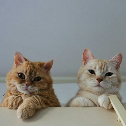 点击大图看下一张：两只活泼可爱的猫咪图片