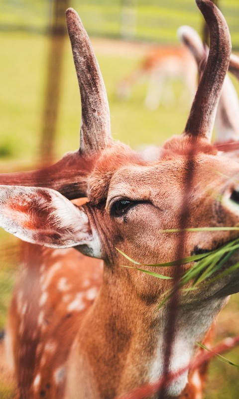 点击大图看下一张：一组草地上的小鹿图片欣赏