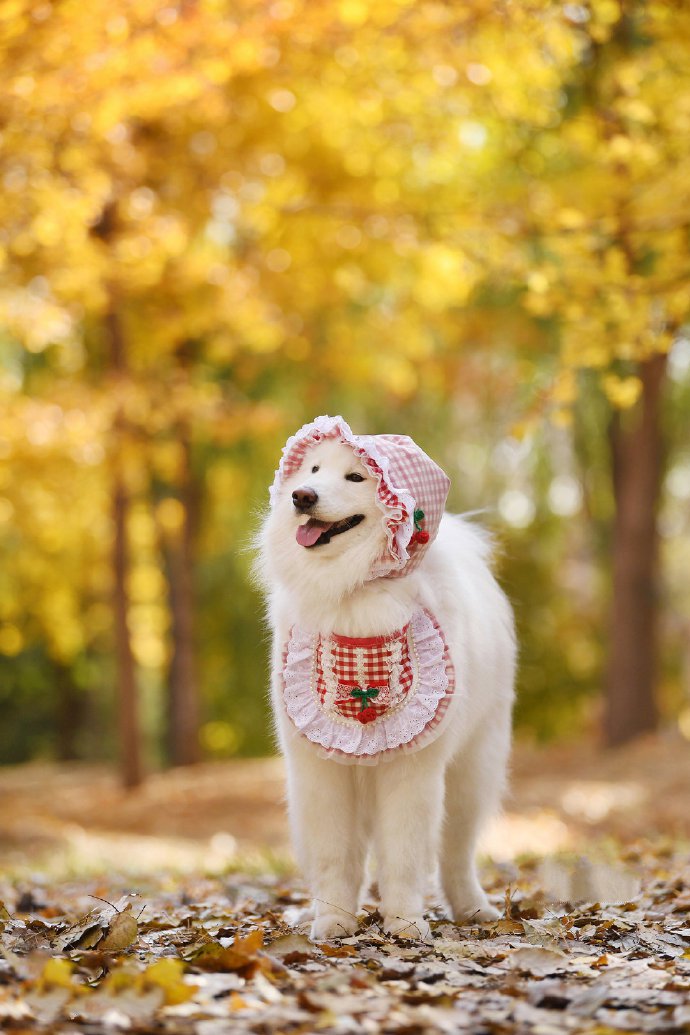 点击大图看下一张：金黄的树叶下开心的狗狗图片欣赏