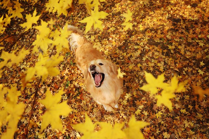 点击大图看下一张：金黄的树叶下开心的狗狗图片欣赏
