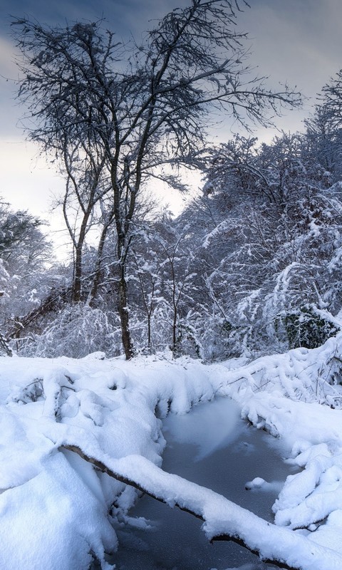 点击大图看下一张：一组冬季森林雪景图片