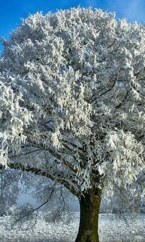 点击大图看下一张:一组冬季森林雪景图片