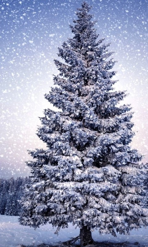 点击大图看下一张：一组冬季森林雪景图片