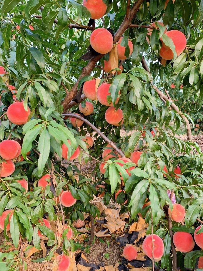 点击大图看下一张：一组挂在树上超级新鲜的水蜜桃图片