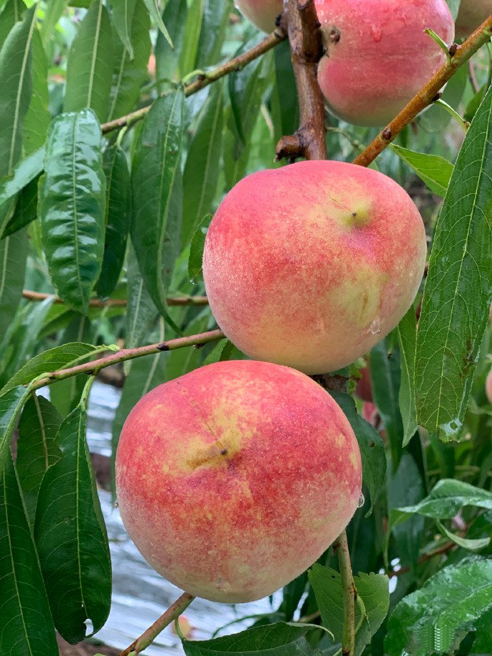 点击大图看下一张：一组挂在树上超级新鲜的水蜜桃图片