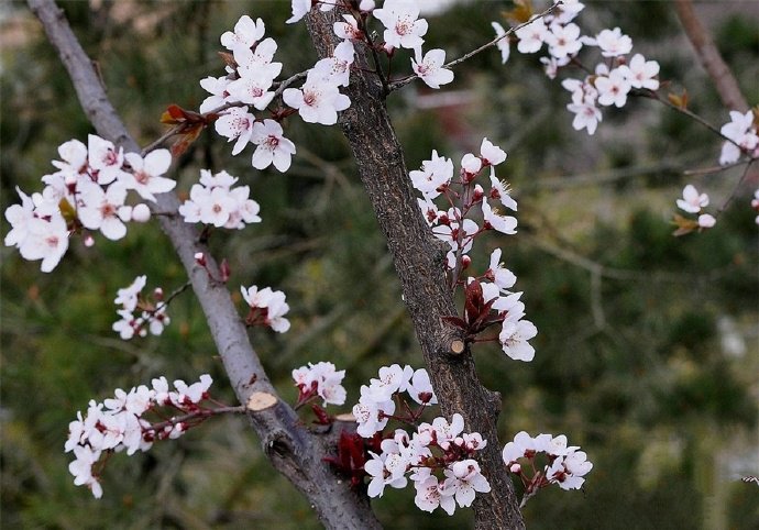 点击大图看下一张：墙角数枝梅，凌寒独自开的梅花图片