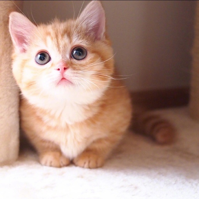 点击大图看下一张：一组可爱呆萌的橘色小猫图片欣赏
