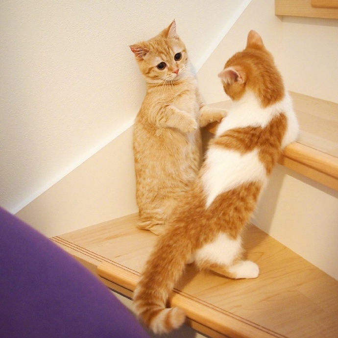 点击大图看下一张：一组可爱呆萌的橘色小猫图片欣赏