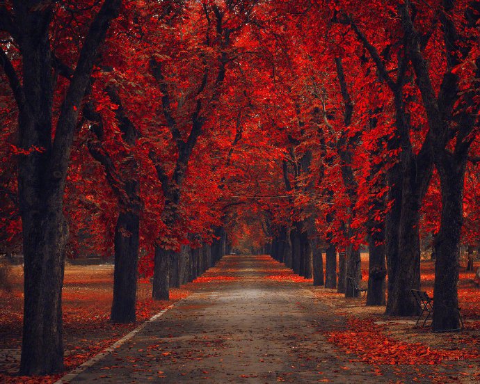 点击大图看下一张：一组林间秋色之美高清风景图欣赏